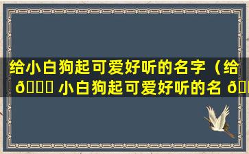 给小白狗起可爱好听的名字（给 🐟 小白狗起可爱好听的名 🌸 字有哪些）